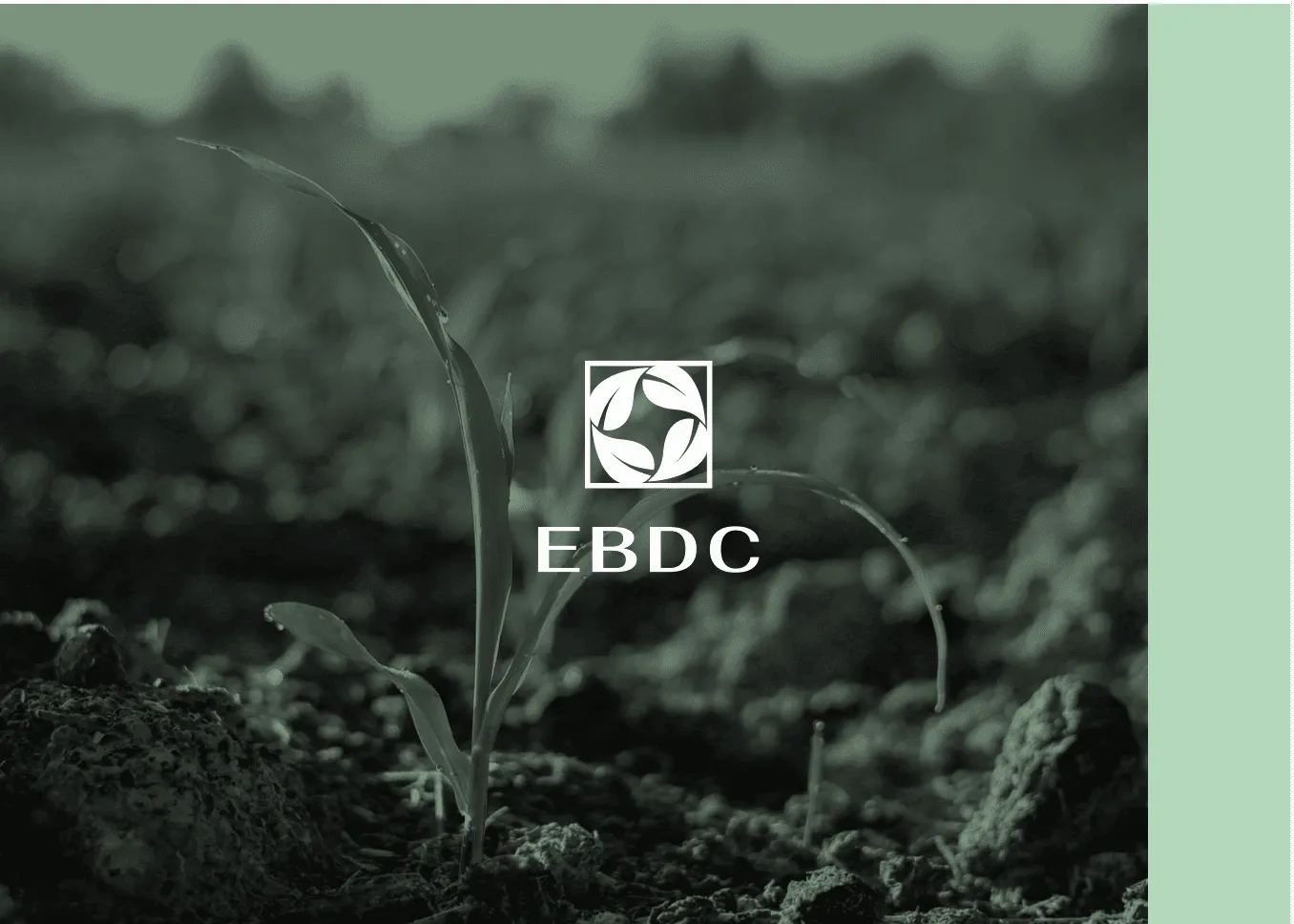 Egypt Bentonite & Derivatives, established 1999
